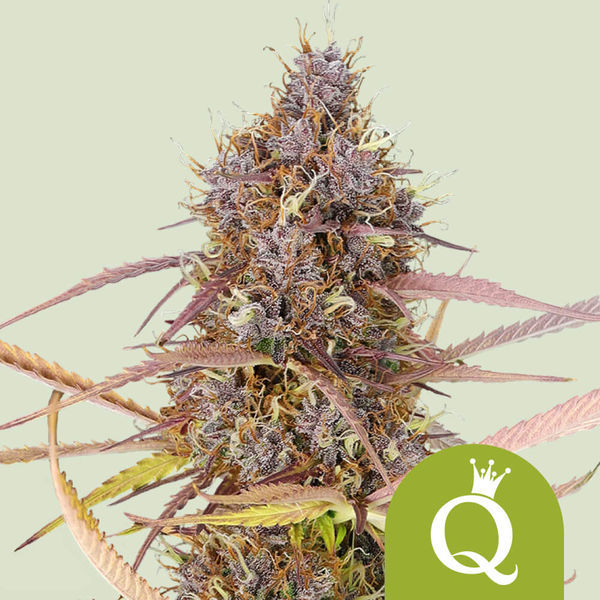 Purple Queen Autoflower (Royal Queen Seeds) Feminiserede