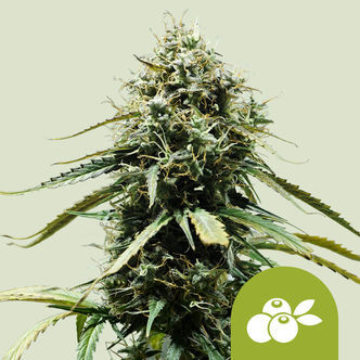 Haze Berry Automatic (Royal Queen Seeds) feminiserede cannabisfr&oslash;