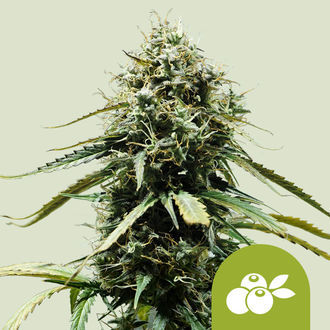 Haze Berry Autoflower (Royal Queen Seeds) Feminiserede
