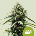 Haze Berry Autoflower (Royal Queen Seeds) Feminiserede
