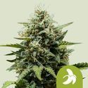 Fat Banana Auto (Royal Queen Seeds) Feminiserede