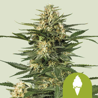 Green Gelato Automatic (Royal Queen Seeds) feminiserede