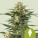 Green Gelato Autoflower (Royal Queen Seeds) Feminiserede