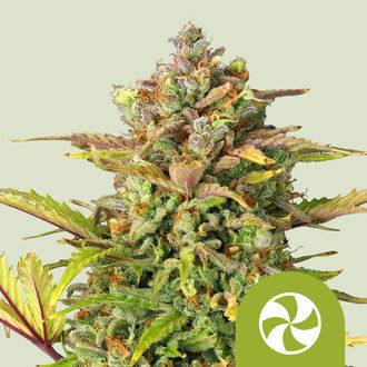 Sweet ZZ Autoflower (Royal Queen Seeds) Feminiserede fr&oslash;