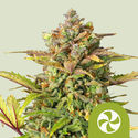 Sweet ZZ Autoflower (Royal Queen Seeds) Feminiserede frø