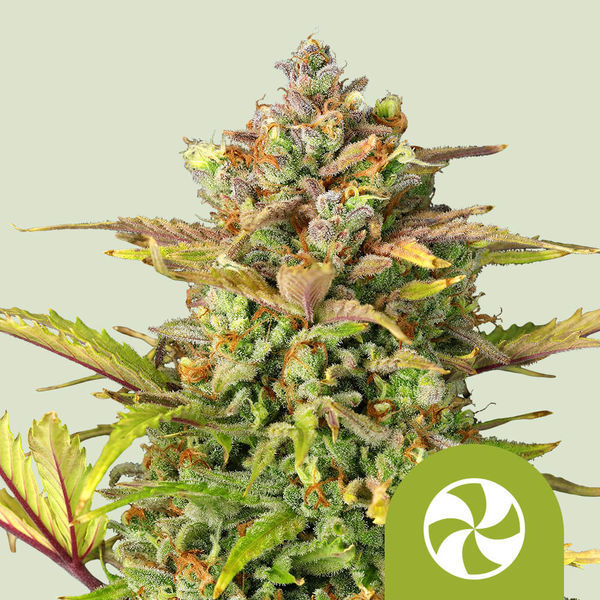 Sweet ZZ Autoflower (Royal Queen Seeds) Feminiserede frø