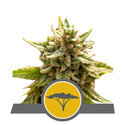 Marula Fruit (Royal Queen Seeds) regulær