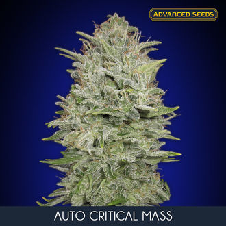 Auto Critical Mass (Advanced Seeds) Feminiserede