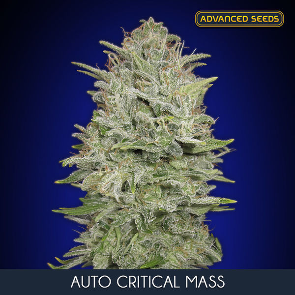 Auto Critical Mass (Advanced Seeds) Feminiserede