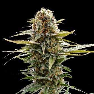 GSC (Kannabia) feminiserede cannabisfr&oslash;