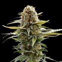 GSC (Kannabia) Feminiserede