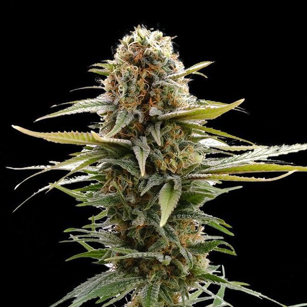 GSC (Kannabia) Feminiserede