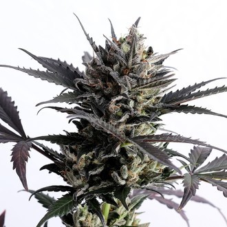 Lemon Haze Auto (Kannabia) Feminiserede
