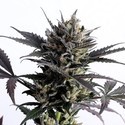 Lemon Haze Auto (Kannabia) Feminiserede
