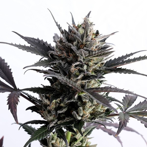 Lemon Haze Auto (Kannabia) Feminiserede