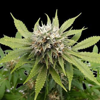 Silver Widow (Kannabia) feminiserede cannabisfr&oslash;