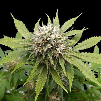 Silver Widow (Kannabia) Feminiserede