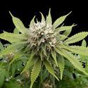 Silver Widow (Kannabia) Feminiserede