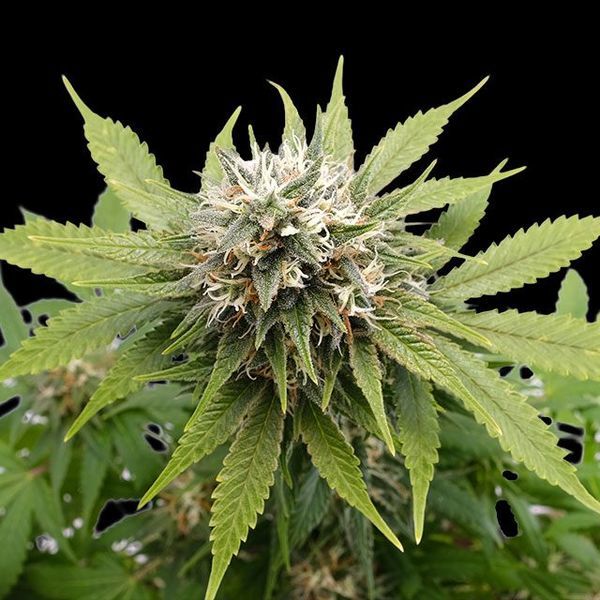 Silver Widow (Kannabia) Feminiserede