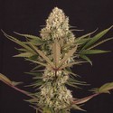 Black ZZ (Exotic Seed x Zamnesia) Feminiserede