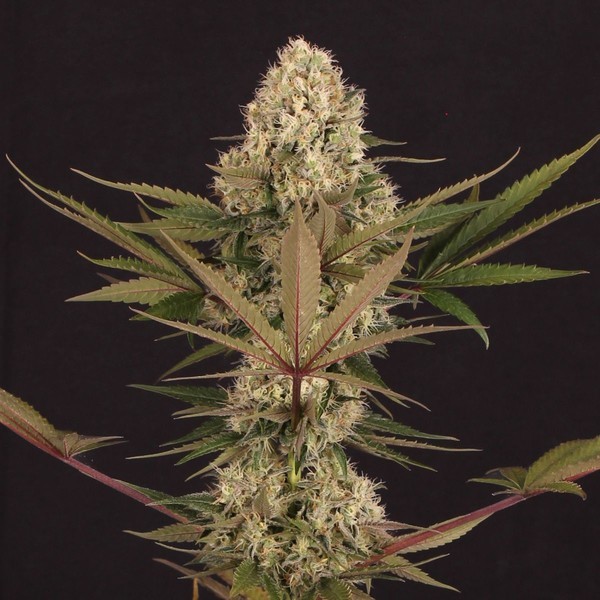 Black ZZ (Exotic Seed x Zamnesia) Feminiserede