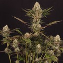 Black ZZ (Exotic Seed x Zamnesia) Feminiserede