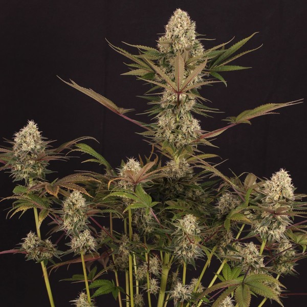 Black ZZ (Exotic Seed x Zamnesia) Feminiserede