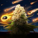 Black ZZ (Exotic Seed x Zamnesia) Feminiserede