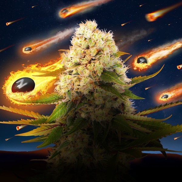 Black ZZ (Exotic Seed x Zamnesia) Feminiserede