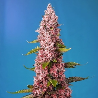 Red Hot Muffin (Sweet Seeds) Feminiserede
