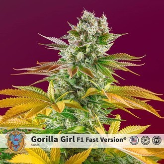 Gorilla Girl - F1 Fast Version (Sweet Seeds) Feminiserede
