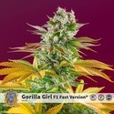 Gorilla Girl - F1 Fast Version (Sweet Seeds) Feminiserede