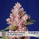 Tropicanna Poison – F1 fast version (Sweet Seeds) Feminiserede