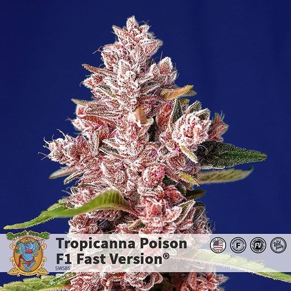 Tropicanna Poison – F1 fast version (Sweet Seeds) Feminiserede
