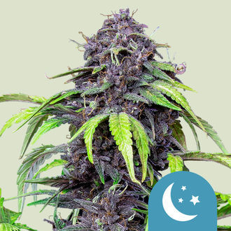 Purplematic CBD Autoflower (Royal Queen Seeds) Feminiserede