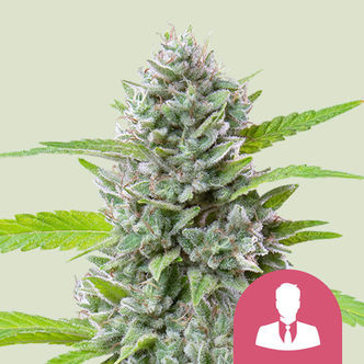 El Patron (Royal Queen Seeds) feminiserede