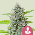 El Patron (Royal Queen Seeds) Feminiserede
