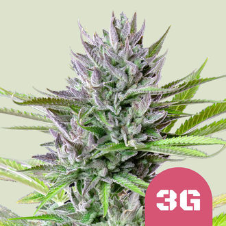 Triple G (Royal Queen Seeds) Feminiserede