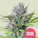 Triple G (Royal Queen Seeds) Feminiserede