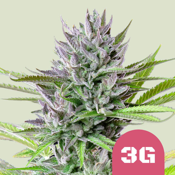 Triple G (Royal Queen Seeds) Feminiserede