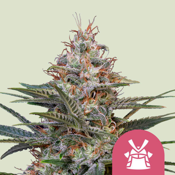 Shogun (Royal Queen Seeds) Feminiserede