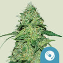 Joanne's CBD (Royal Queen Seeds) Feminiserede