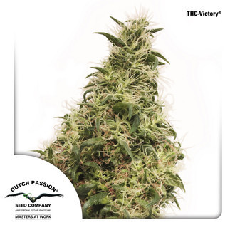 THC-Victory (Dutch Passion) Feminiserede
