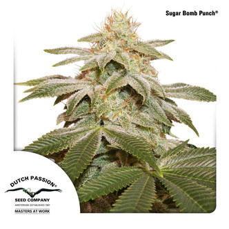 Sugar Bomb Kush (Dutch Passion) feminiserede cannabisfr&oslash;
