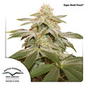 Sugar Bomb Punch (Dutch Passion) Feminiserede