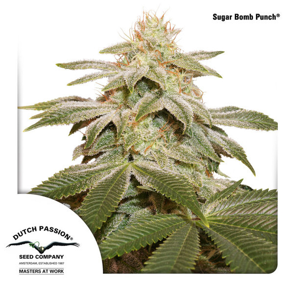 Sugar Bomb Punch (Dutch Passion) Feminiserede