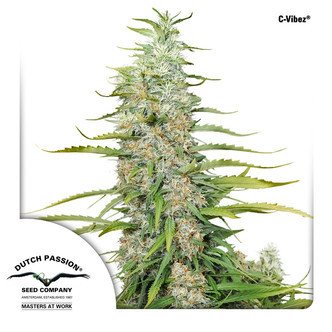 C-Vibez (Dutch Passion) feminiserede