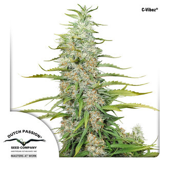 C-Vibez (Dutch Passion) Feminiserede