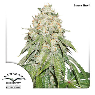 Banana Blaze (Dutch Passion) feminiserede cannabisfr&oslash;