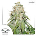 Banana Blaze (Dutch Passion) Feminiserede